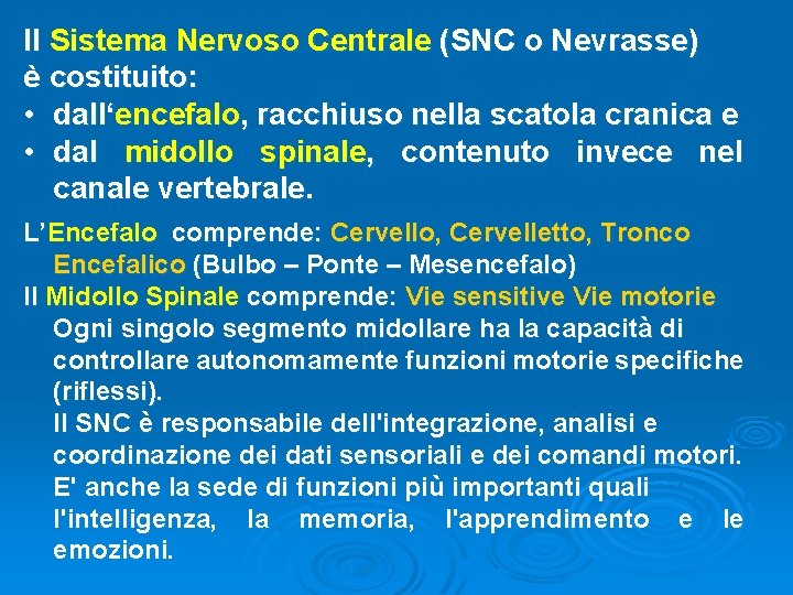 Il Sistema Nervoso Centrale (SNC o Nevrasse) è costituito: • dall‘encefalo, racchiuso nella scatola