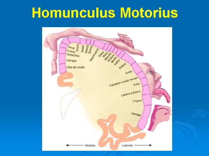 Homunculus Motorius 