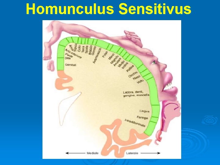 Homunculus Sensitivus Homunculus Sensitivus