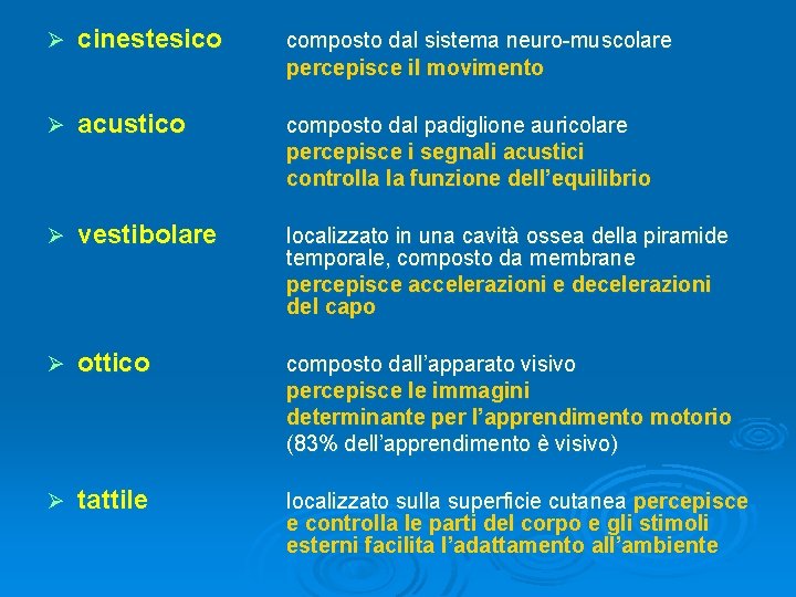 Ø cinestesico composto dal sistema neuro-muscolare percepisce il movimento Ø acustico composto dal padiglione Ø cinestesico composto dal sistema neuro-muscolare percepisce il movimento Ø acustico composto dal padiglione