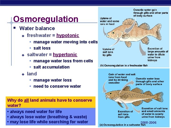 Osmoregulation § Water balance u freshwater = hypotonic § manage water moving into cells