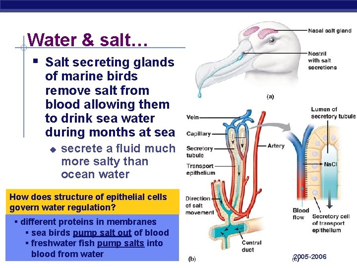 Water & salt… § Salt secreting glands of marine birds remove salt from blood