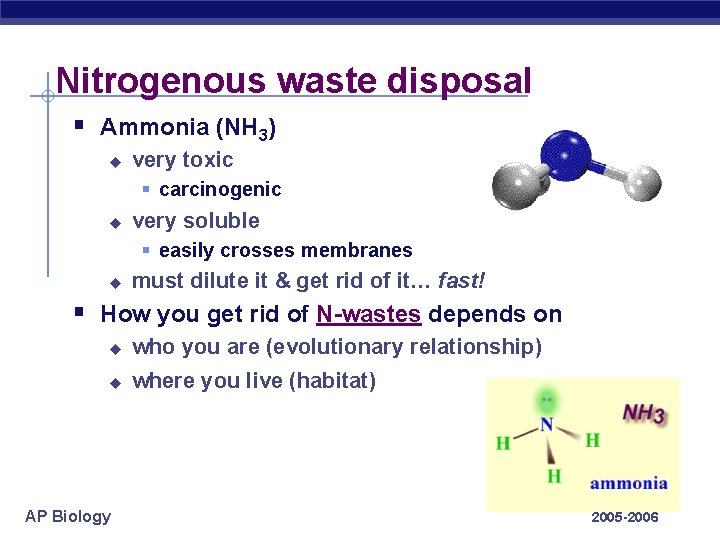 Nitrogenous waste disposal § Ammonia (NH 3) u very toxic § carcinogenic u very