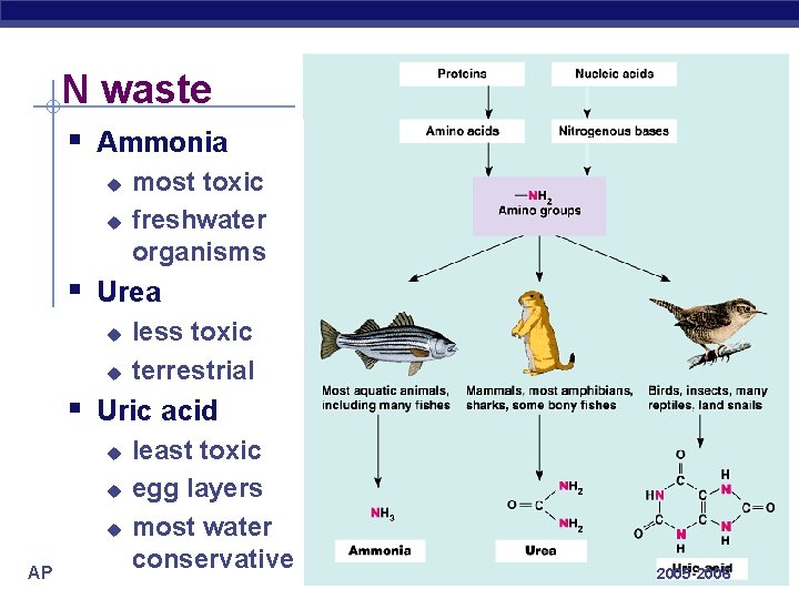 N waste § Ammonia u u most toxic freshwater organisms § Urea u u