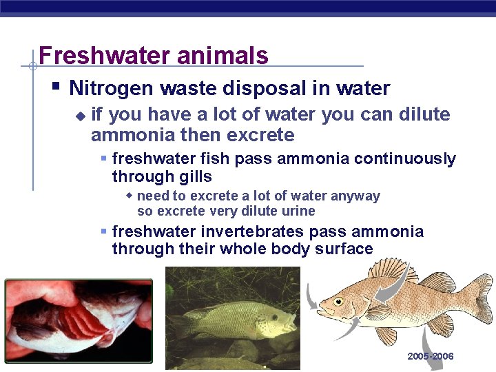 Freshwater animals § Nitrogen waste disposal in water u if you have a lot