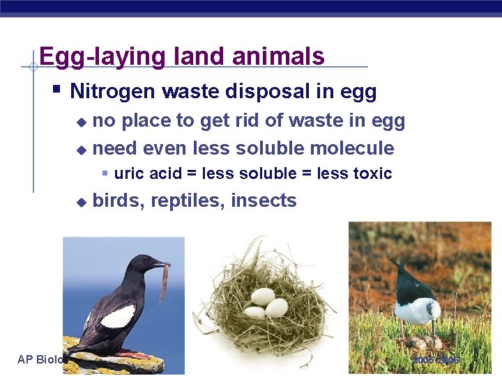 Egg-laying land animals § Nitrogen waste disposal in egg no place to get rid