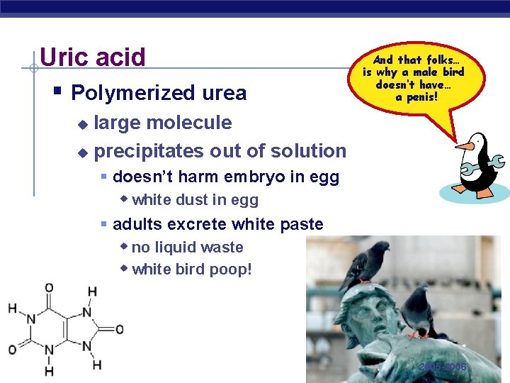 Uric acid § Polymerized urea And that folks… is why a male bird doesn’t