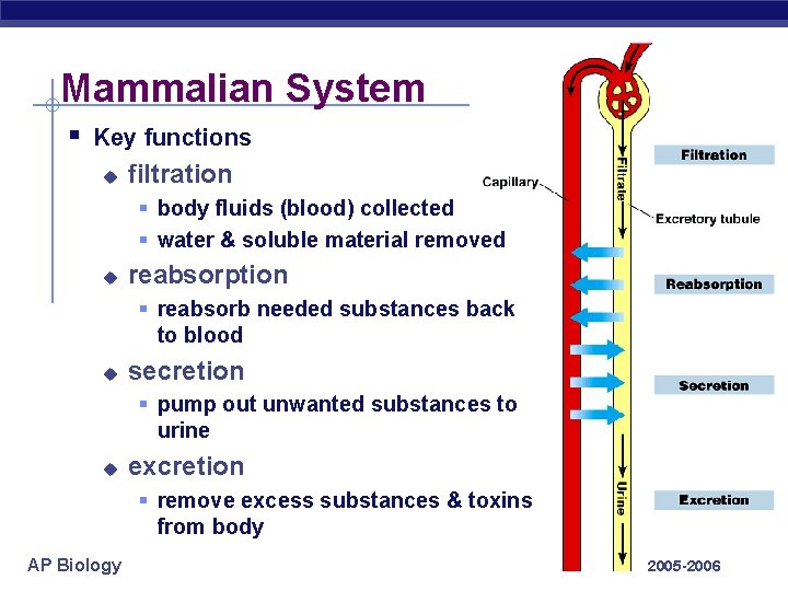 Mammalian System § Key functions u filtration § body fluids (blood) collected § water