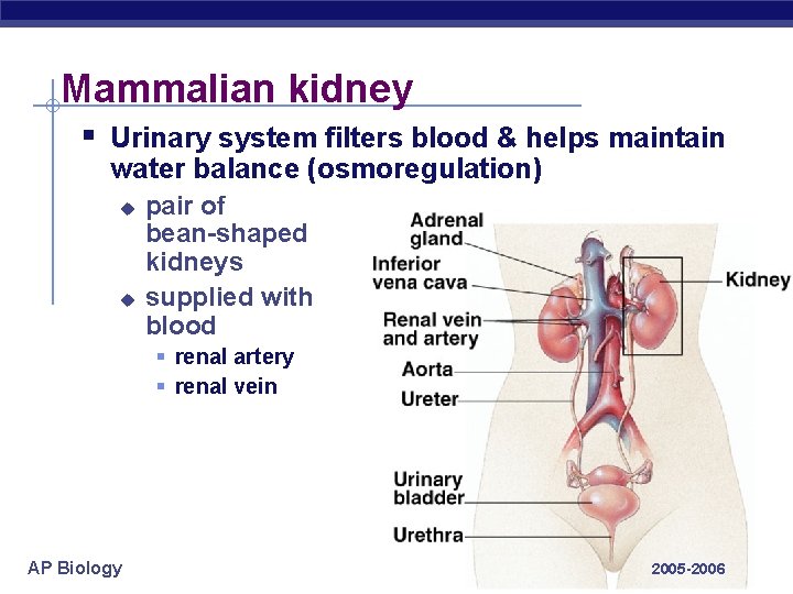 Mammalian kidney § Urinary system filters blood & helps maintain water balance (osmoregulation) u