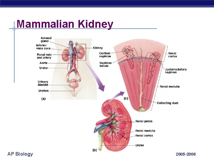 Mammalian Kidney AP Biology 2005 -2006 
