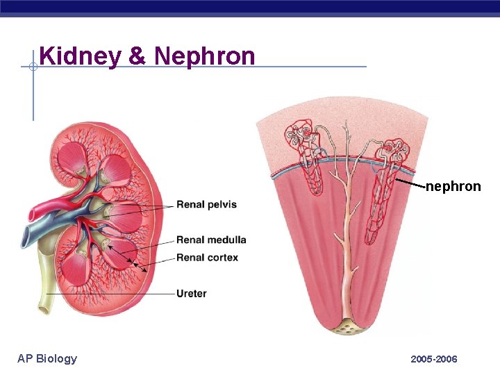Kidney & Nephron nephron AP Biology 2005 -2006 
