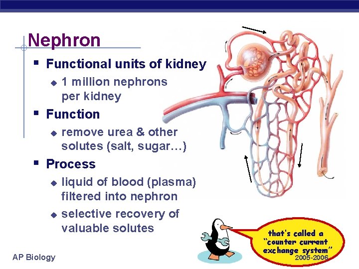 Nephron § Functional units of kidney u 1 million nephrons per kidney § Function