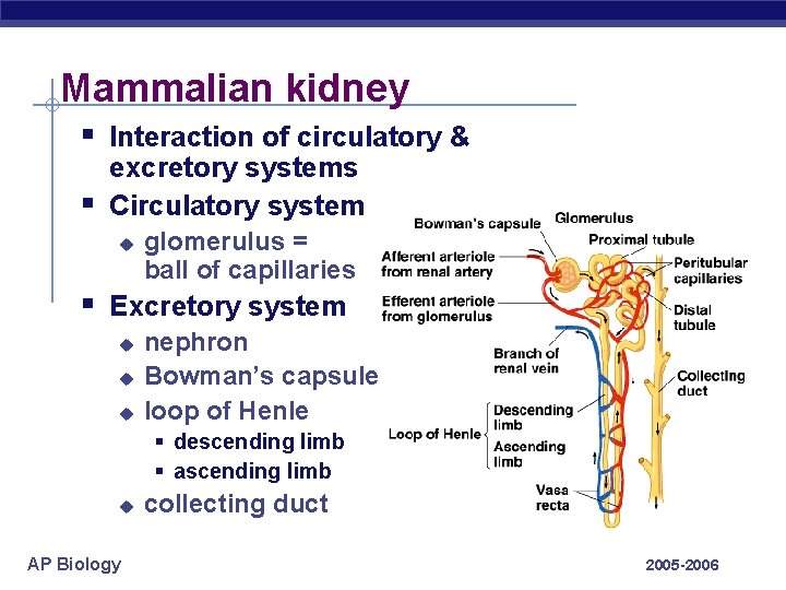 Mammalian kidney § Interaction of circulatory & § excretory systems Circulatory system u glomerulus