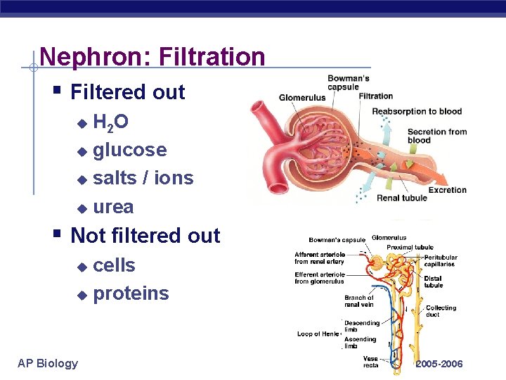 Nephron: Filtration § Filtered out H 2 O u glucose u salts / ions