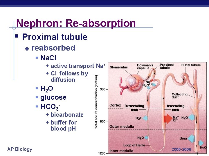 Nephron: Re-absorption § Proximal tubule u reabsorbed § Na. Cl w active transport Na+