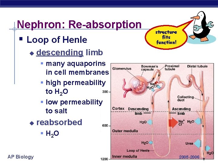 Nephron: Re-absorption § Loop of Henle u descending limb § many aquaporins in cell