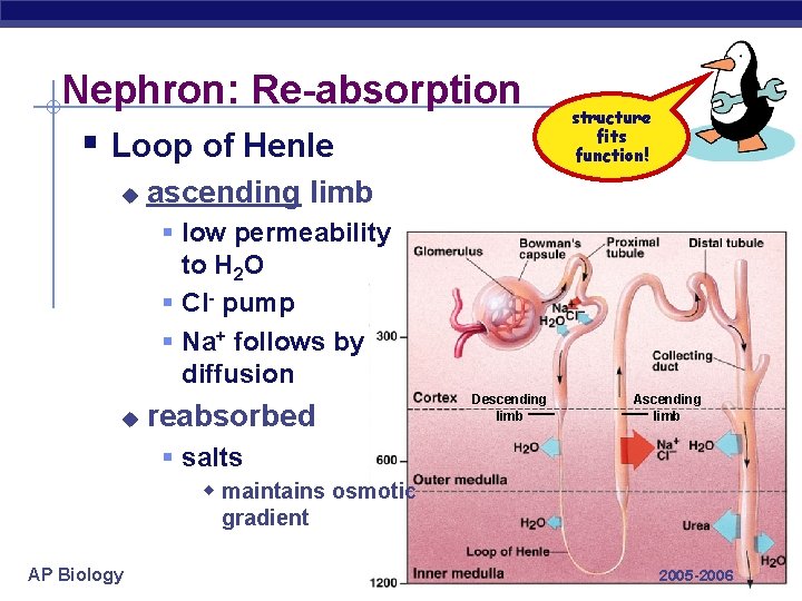 Nephron: Re-absorption § Loop of Henle u structure fits function! ascending limb § low