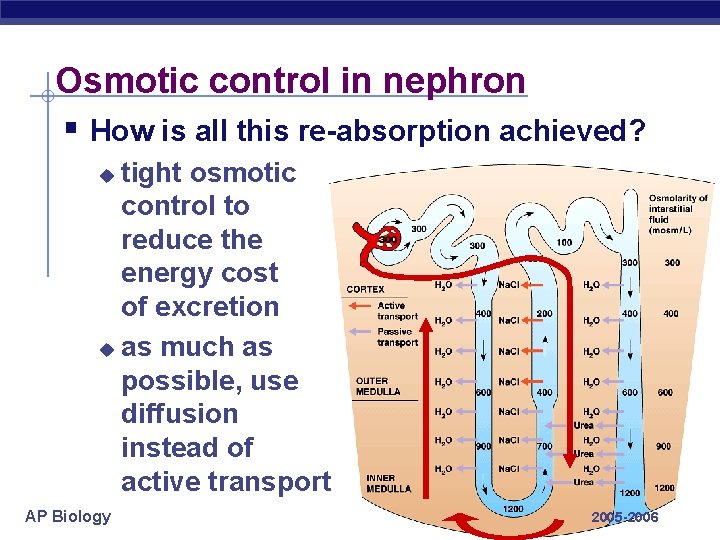 Osmotic control in nephron § How is all this re-absorption achieved? tight osmotic control