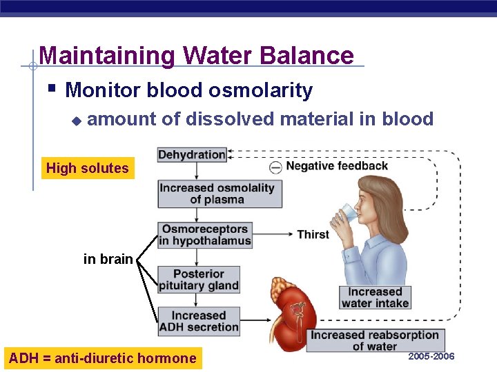 Maintaining Water Balance § Monitor blood osmolarity u amount of dissolved material in blood