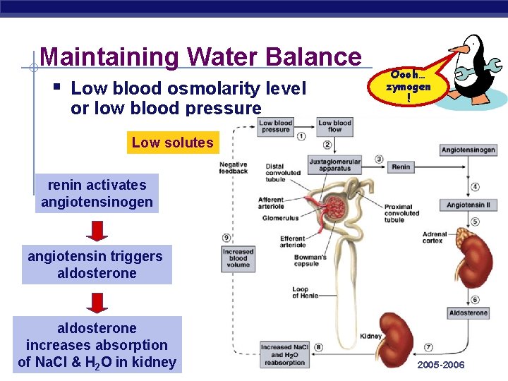 Maintaining Water Balance § Low blood osmolarity level or low blood pressure Oooh… zymogen