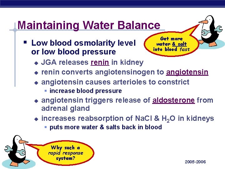 Maintaining Water Balance § Low blood osmolarity level or low blood pressure u u