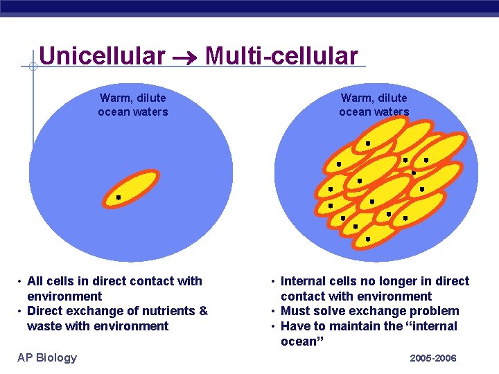 Unicellular Multi-cellular Warm, dilute ocean waters • All cells in direct contact with environment