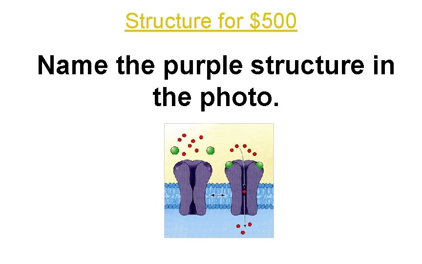 Structure for $500 Name the purple structure in the photo. 