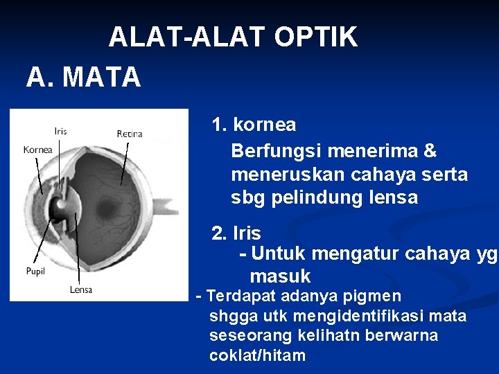ALAT-ALAT OPTIK A. MATA 1. kornea Berfungsi menerima & meneruskan cahaya serta sbg pelindung