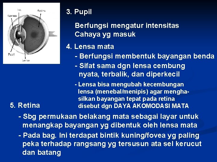 3. Pupil Berfungsi mengatur intensitas Cahaya yg masuk 4. Lensa mata - Berfungsi membentuk