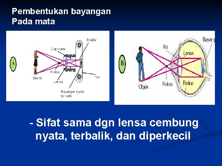 Pembentukan bayangan Pada mata - Sifat sama dgn lensa cembung nyata, terbalik, dan diperkecil