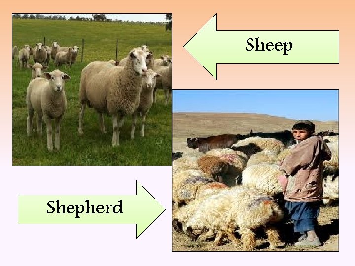 Sheep Shepherd 