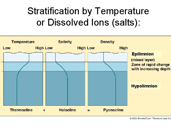 Stratification by Temperature or Dissolved Ions (salts): Epilimnion Hypolimnion 