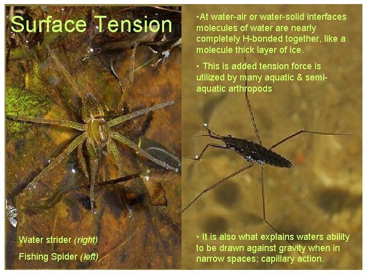 Surface Tension • At water-air or water-solid interfaces molecules of water are nearly completely