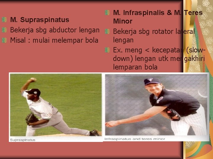 M. Supraspinatus Bekerja sbg abductor lengan Misal : mulai melempar bola M. Infraspinalis & M. Supraspinatus Bekerja sbg abductor lengan Misal : mulai melempar bola M. Infraspinalis &