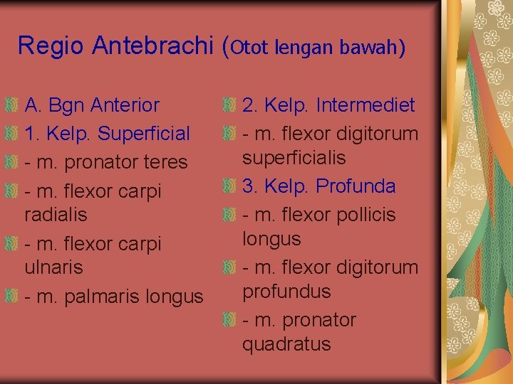 Regio Antebrachi (Otot lengan bawah) A. Bgn Anterior 1. Kelp. Superficial - m. pronator Regio Antebrachi (Otot lengan bawah) A. Bgn Anterior 1. Kelp. Superficial - m. pronator