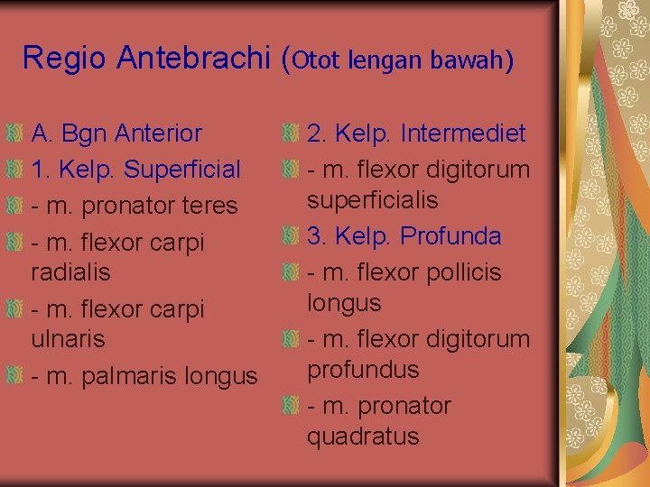 Regio Antebrachi (Otot lengan bawah) A. Bgn Anterior 1. Kelp. Superficial - m. pronator