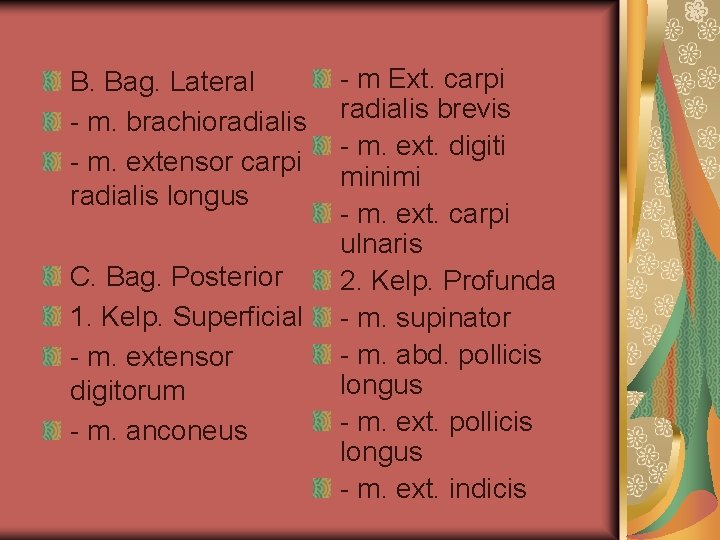 B. Bag. Lateral - m. brachioradialis - m. extensor carpi radialis longus C. Bag.