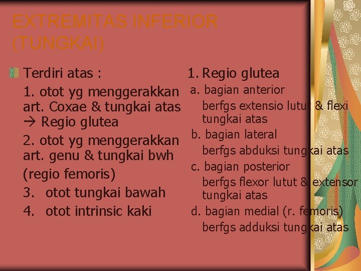 EXTREMITAS INFERIOR (TUNGKAI) Terdiri atas : 1. otot yg menggerakkan art. Coxae & tungkai EXTREMITAS INFERIOR (TUNGKAI) Terdiri atas : 1. otot yg menggerakkan art. Coxae & tungkai
