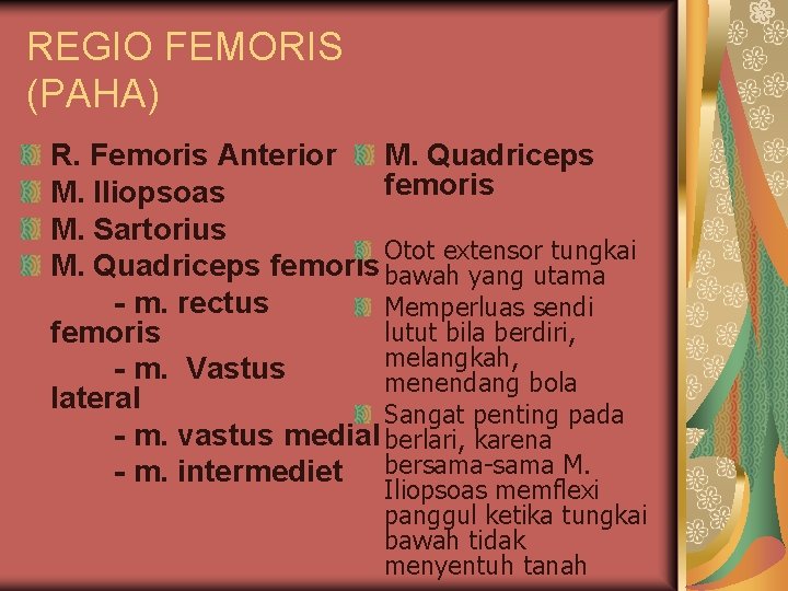 REGIO FEMORIS (PAHA) M. Quadriceps R. Femoris Anterior femoris M. Iliopsoas M. Sartorius Otot