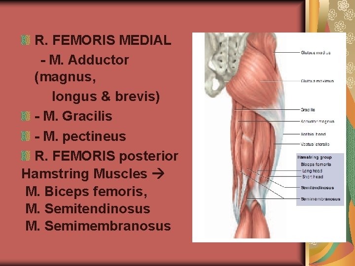 R. FEMORIS MEDIAL - M. Adductor (magnus, longus & brevis) - M. Gracilis -