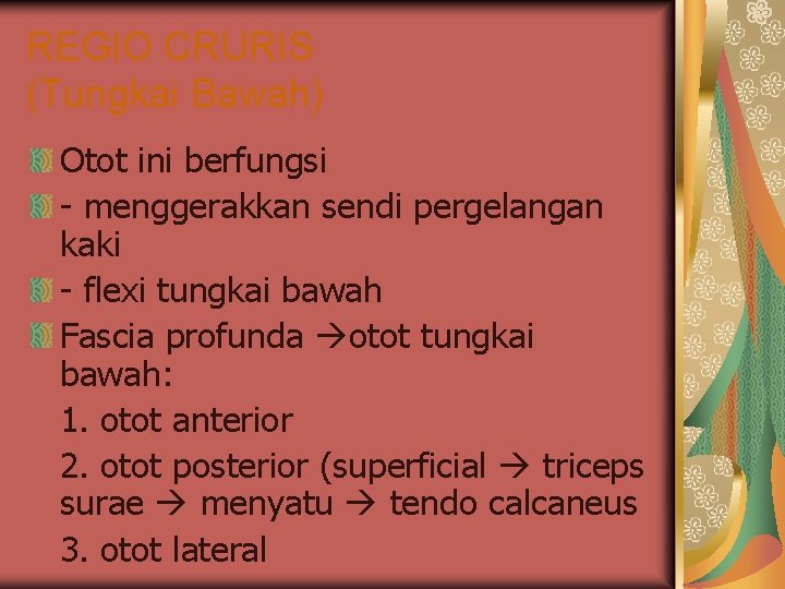 REGIO CRURIS (Tungkai Bawah) Otot ini berfungsi - menggerakkan sendi pergelangan kaki - flexi