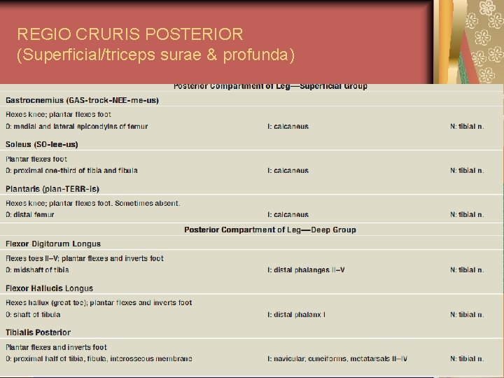 REGIO CRURIS POSTERIOR (Superficial/triceps surae & profunda) 