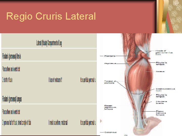 Regio Cruris Lateral 