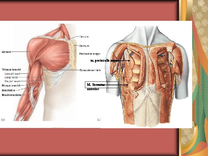 m. pectoralis minor M. Serratus anterior m. pectoralis minor M. Serratus anterior
