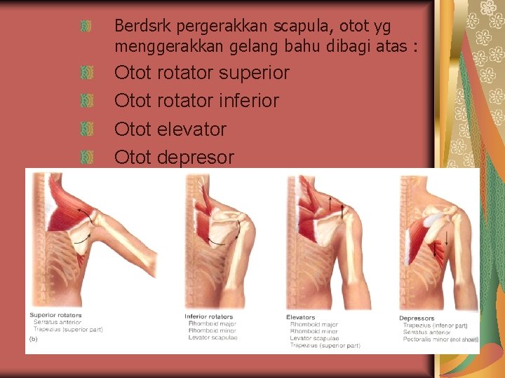 Berdsrk pergerakkan scapula, otot yg menggerakkan gelang bahu dibagi atas : Otot rotator superior Berdsrk pergerakkan scapula, otot yg menggerakkan gelang bahu dibagi atas : Otot rotator superior