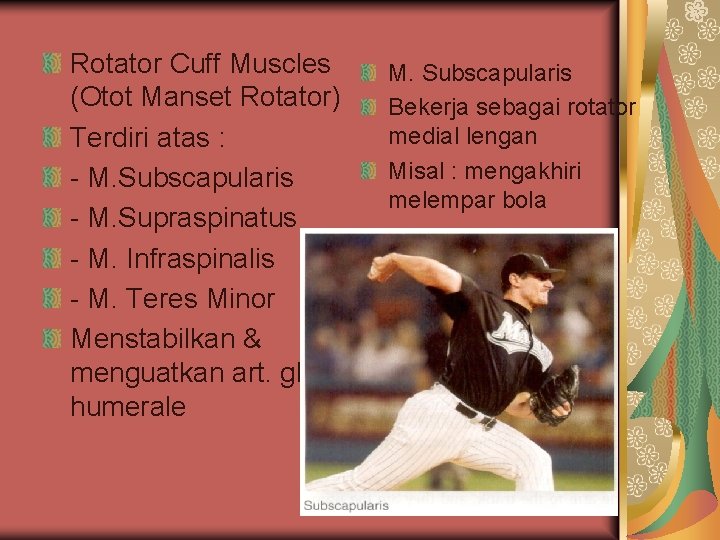 Rotator Cuff Muscles (Otot Manset Rotator) Terdiri atas : - M. Subscapularis - M. Rotator Cuff Muscles (Otot Manset Rotator) Terdiri atas : - M. Subscapularis - M.