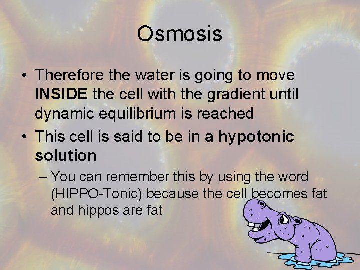 Osmosis • Therefore the water is going to move INSIDE the cell with the
