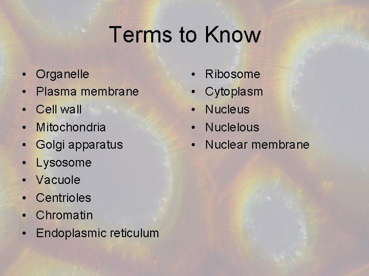 Terms to Know • • • Organelle Plasma membrane Cell wall Mitochondria Golgi apparatus