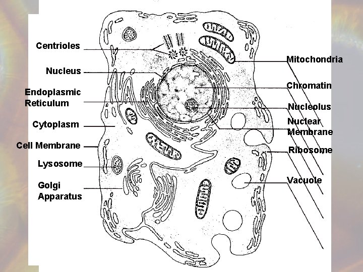 Centrioles Mitochondria Nucleus Endoplasmic Reticulum Chromatin Nucleolus Cytoplasm Nuclear Membrane Cell Membrane Ribosome Lysosome