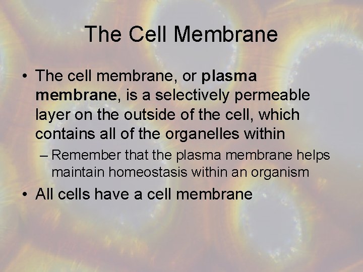 The Cell Membrane • The cell membrane, or plasma membrane, is a selectively permeable